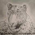 Leopard in the Grass by Morgan Wiegert