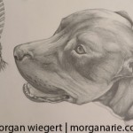 Pitbull/Lab Mix Pet Portrait by Morgan Wiegert